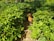 A vibrant chicken coop surrounded by lush green pastures, showcasing healthy, free-range chickens enjoying the sunlight.