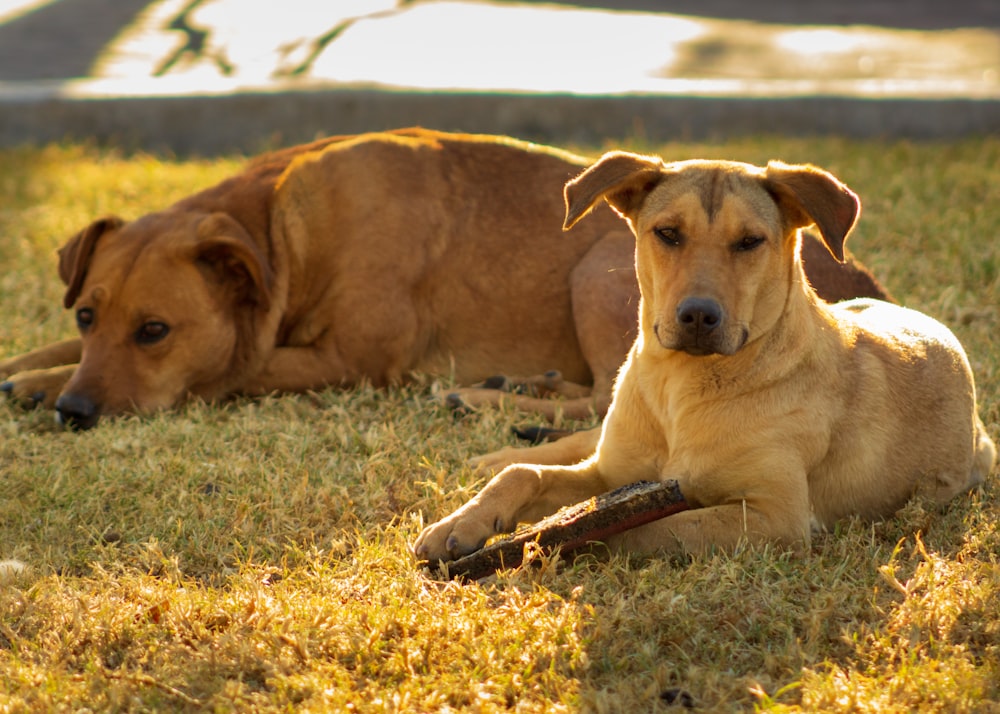 two tan dogs lying on grass field