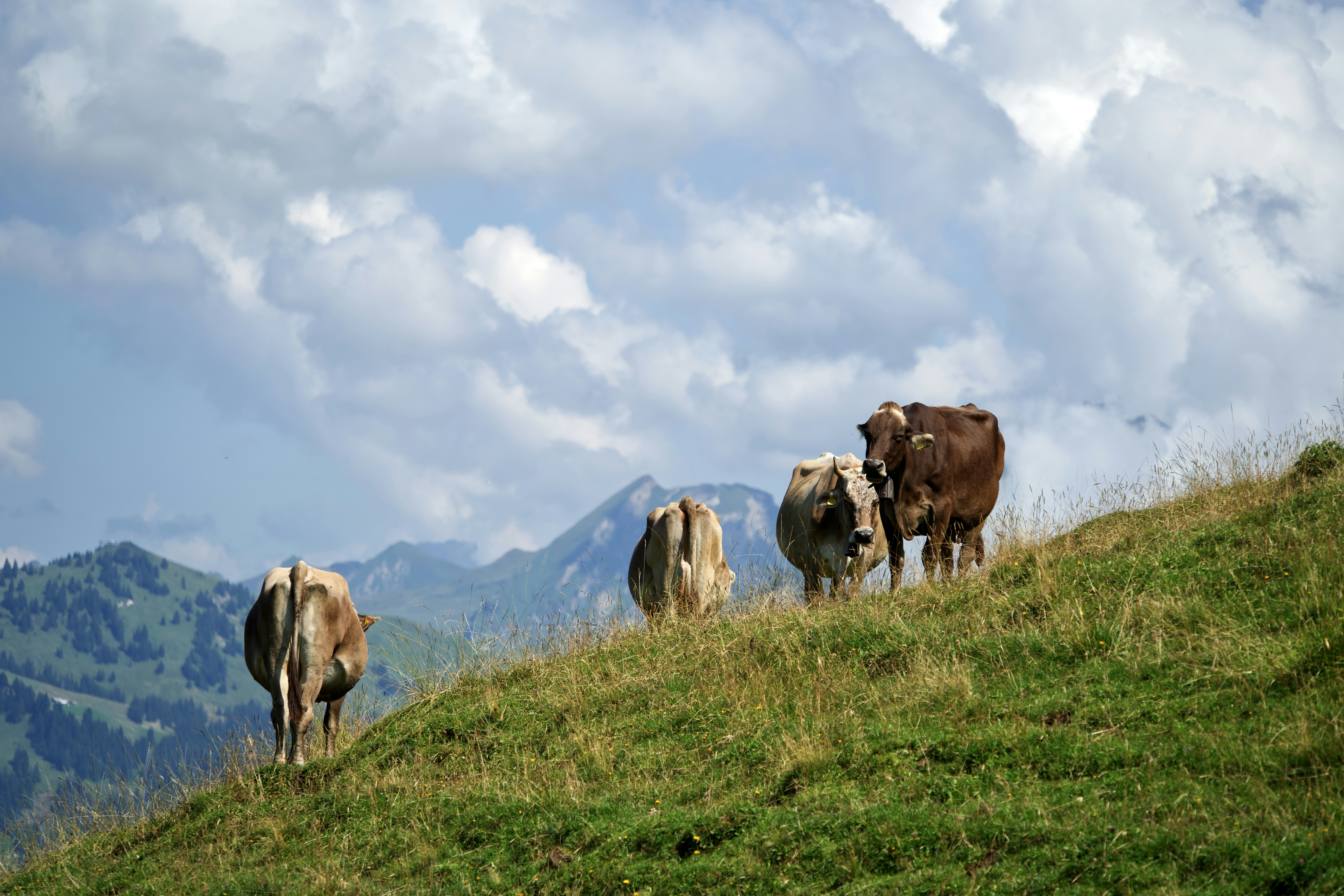 Photo by wolfgang_hasselmann