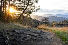 Sunlight filters through the branches of trees in a serene mountainous landscape. The light casts long shadows on a path lined with exposed roots, leading towards a rustic building with a tiled roof. The background features rolling hills under a clear, softly-clouded sky.