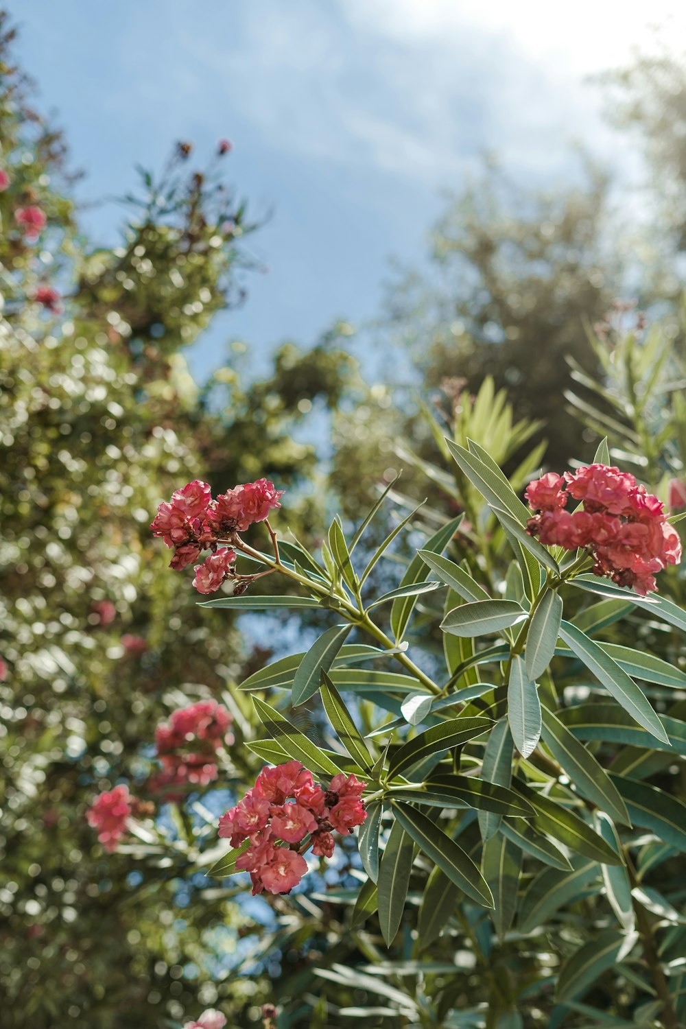 red-petaled flowers