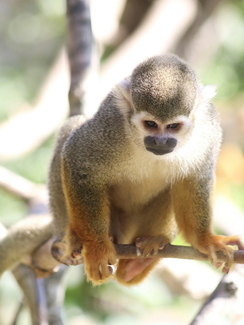 singe brun et blanc