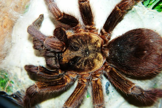 A close-up view of a large tarantula with thick, hairy legs and a robust body. The spider's exoskeleton exhibits shades of brown and black, with a distinct pattern on the topmost section. Its eight legs are spread out, showcasing fine detailing in its leg hairs and joints.