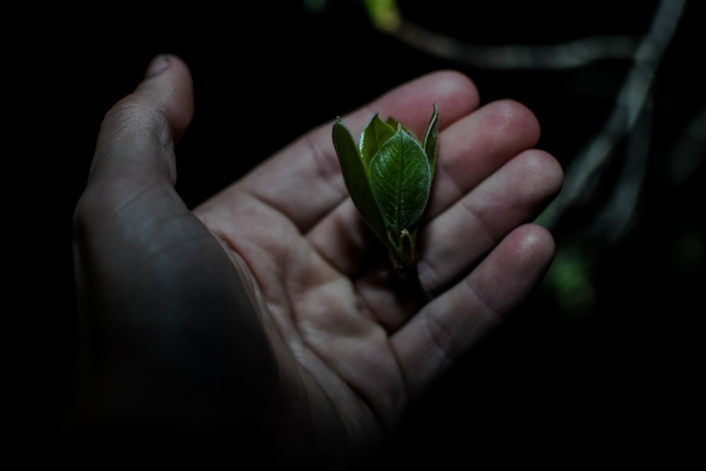 green flying insect