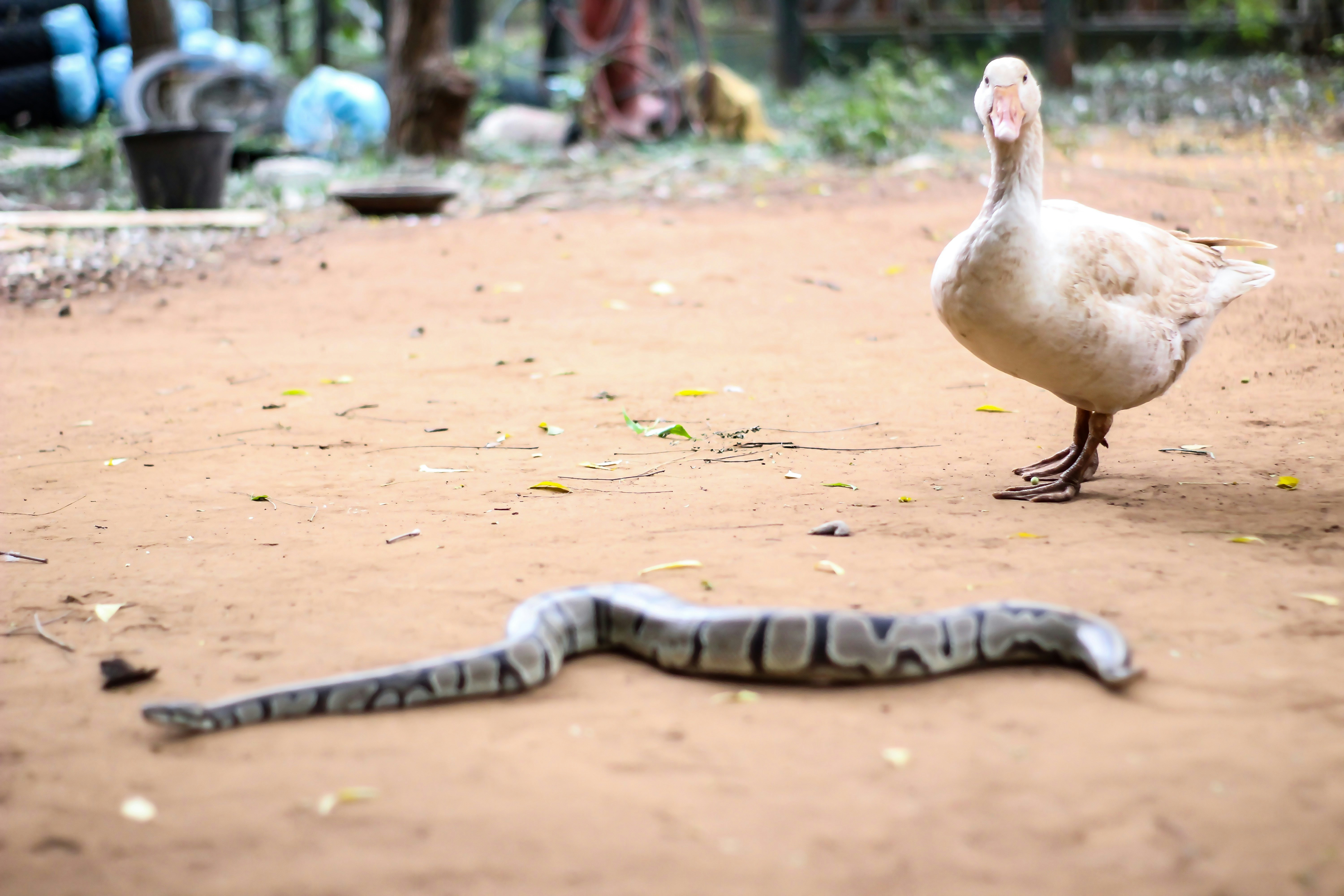 Coexistence: Learning to Live with Snakes (image credits: unsplash)