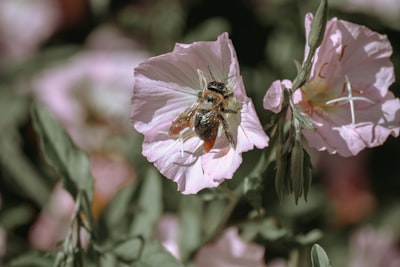 bee in pink-petaled flowers kentucky zoom background