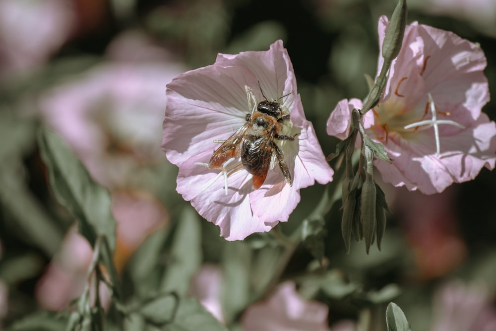bee in pink-petaled flowers
