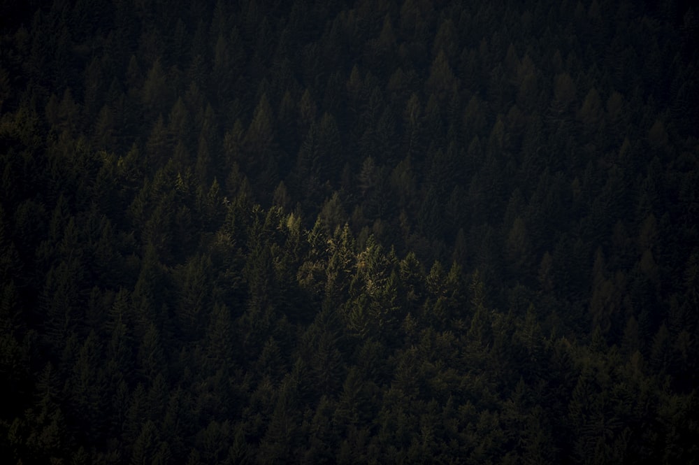 aerial photo of trees