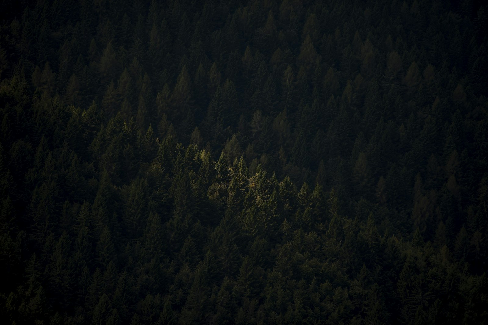 Nikon D3 sample photo. Aerial photo of trees photography