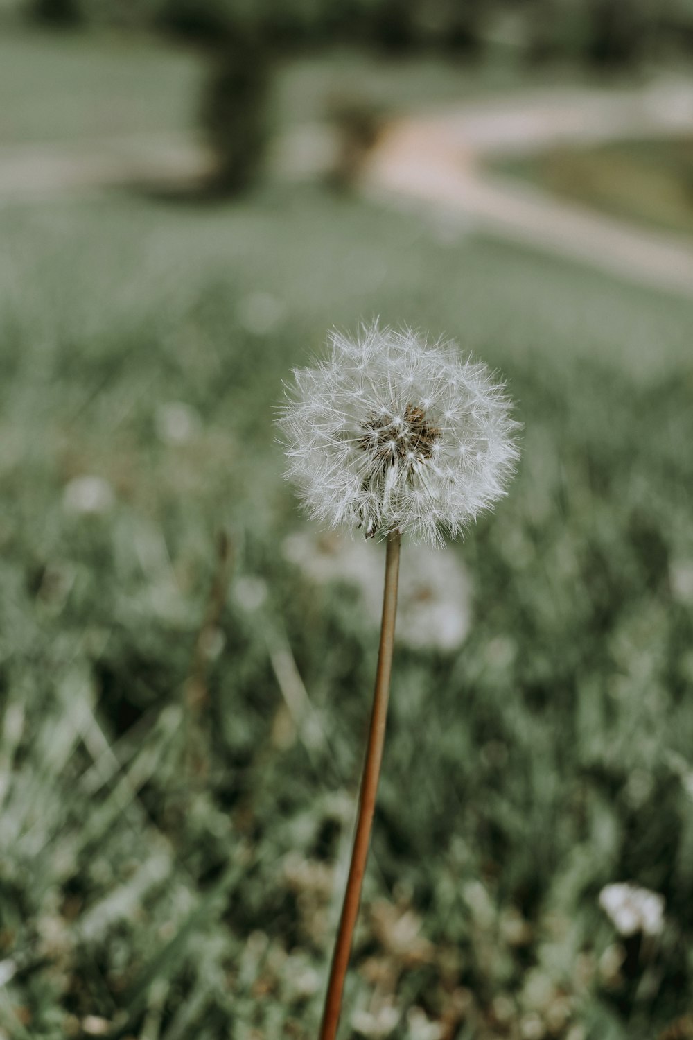 selective focus photography of dandelion