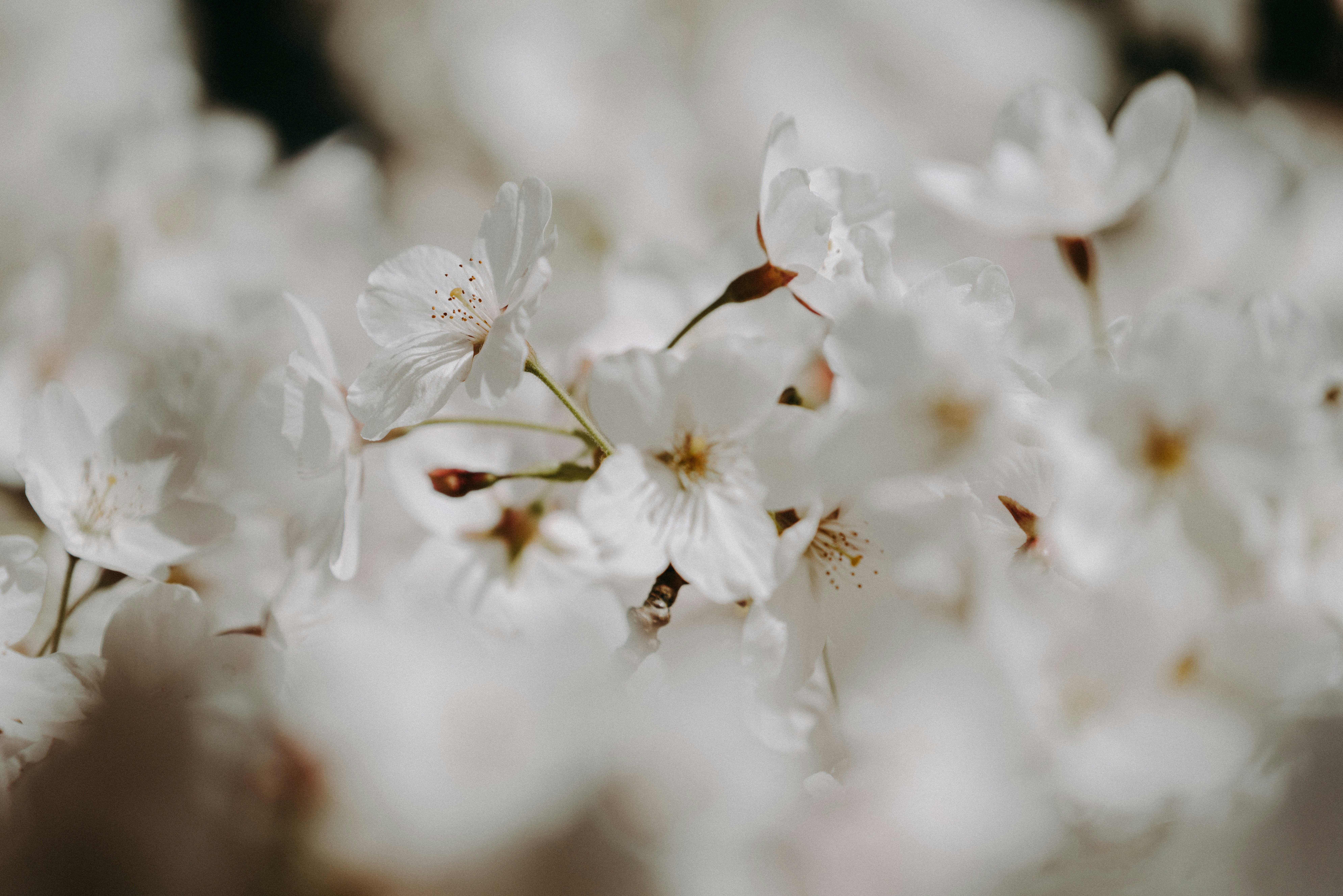 Photo by anniespratt