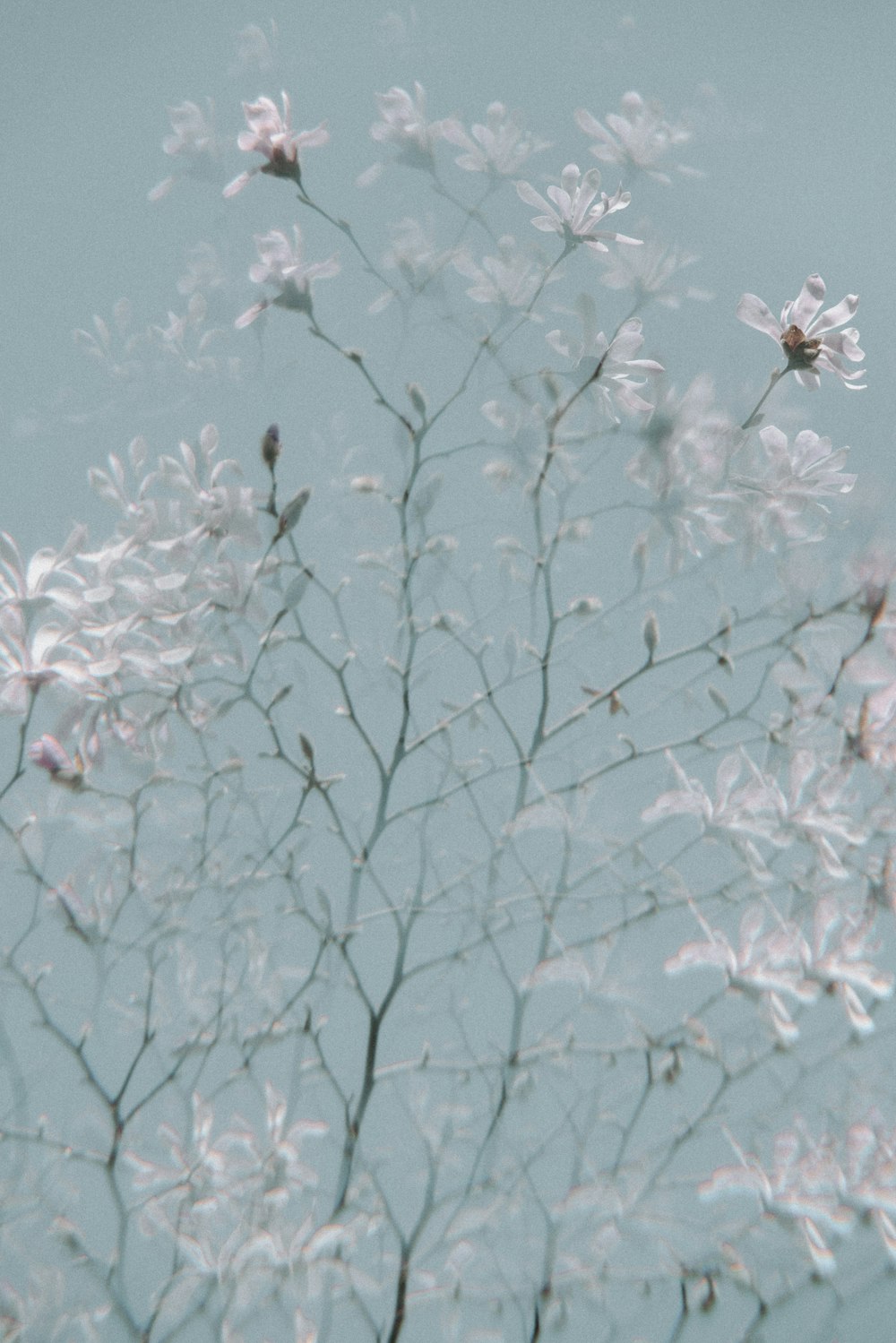 white flowers in bloom