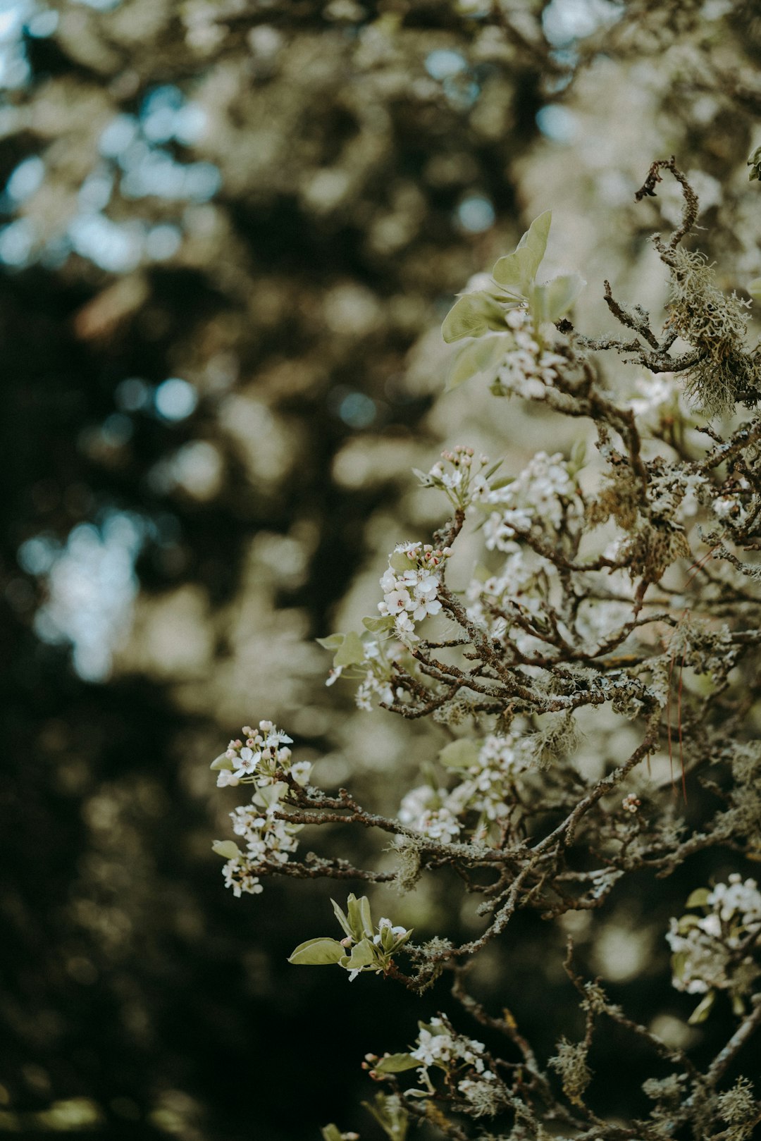 white petaled flower plant