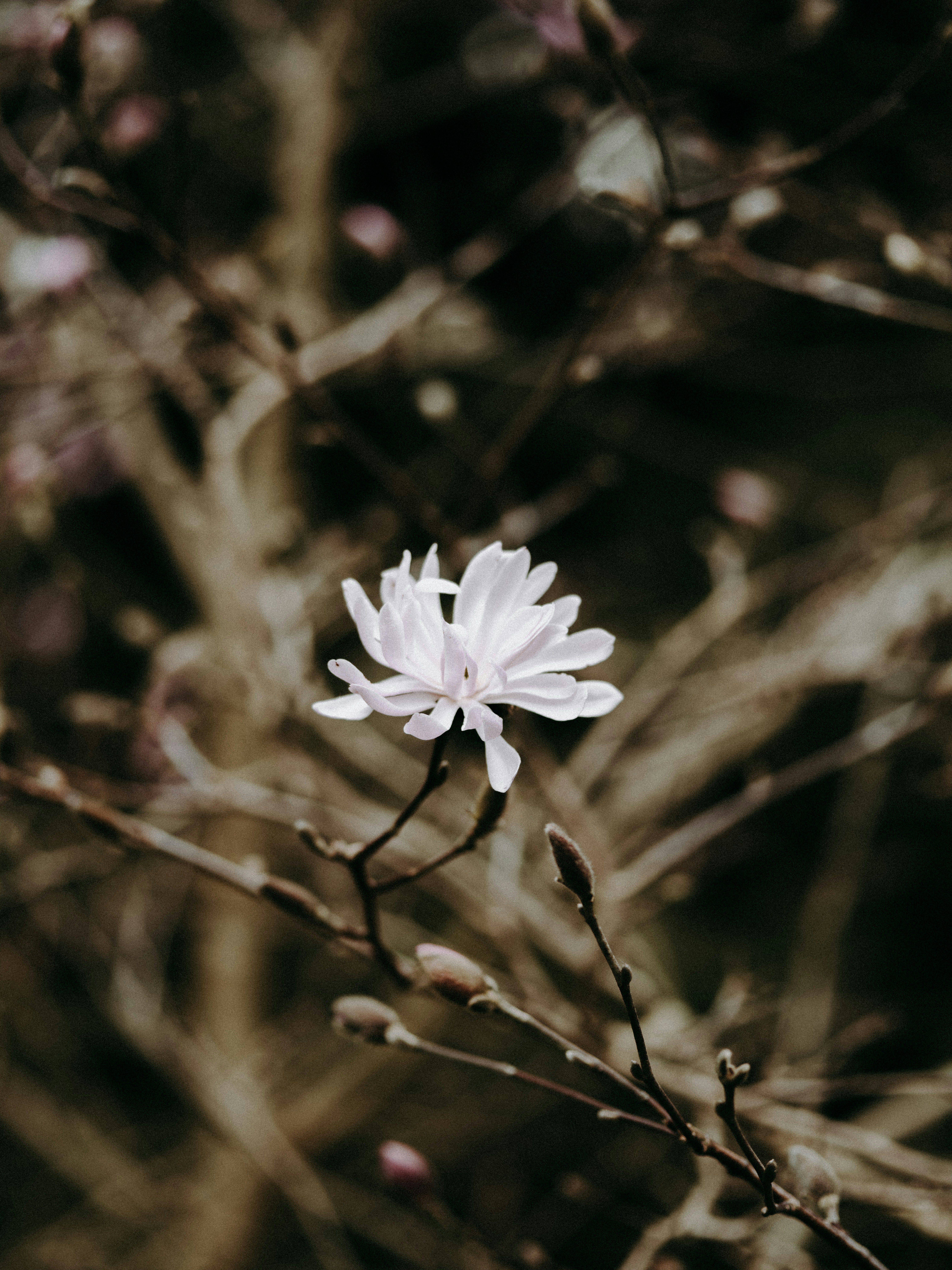 white petaled flower