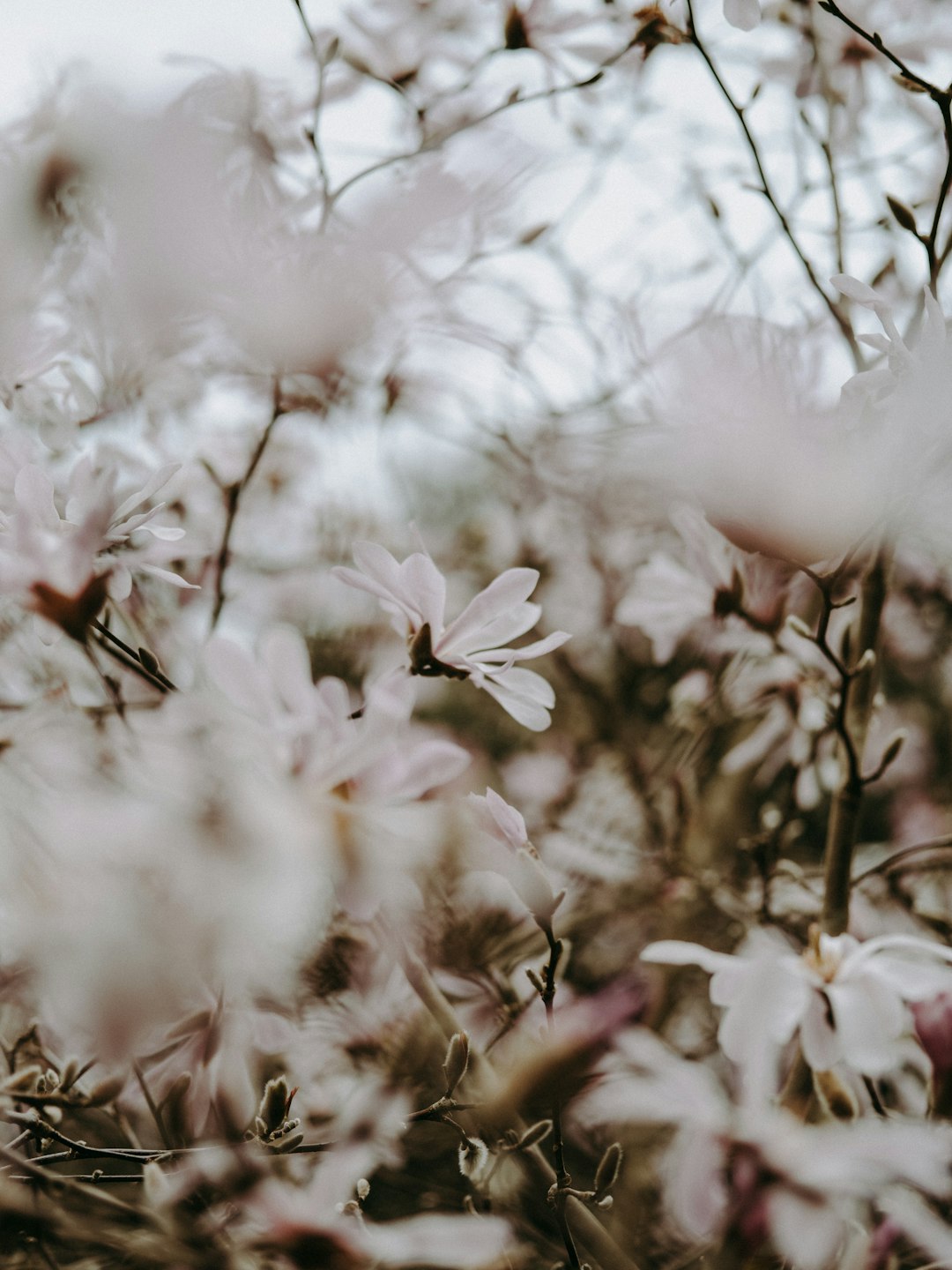 white-petaled flowers during daytime