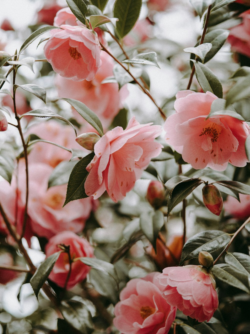 pink-petaled flowers