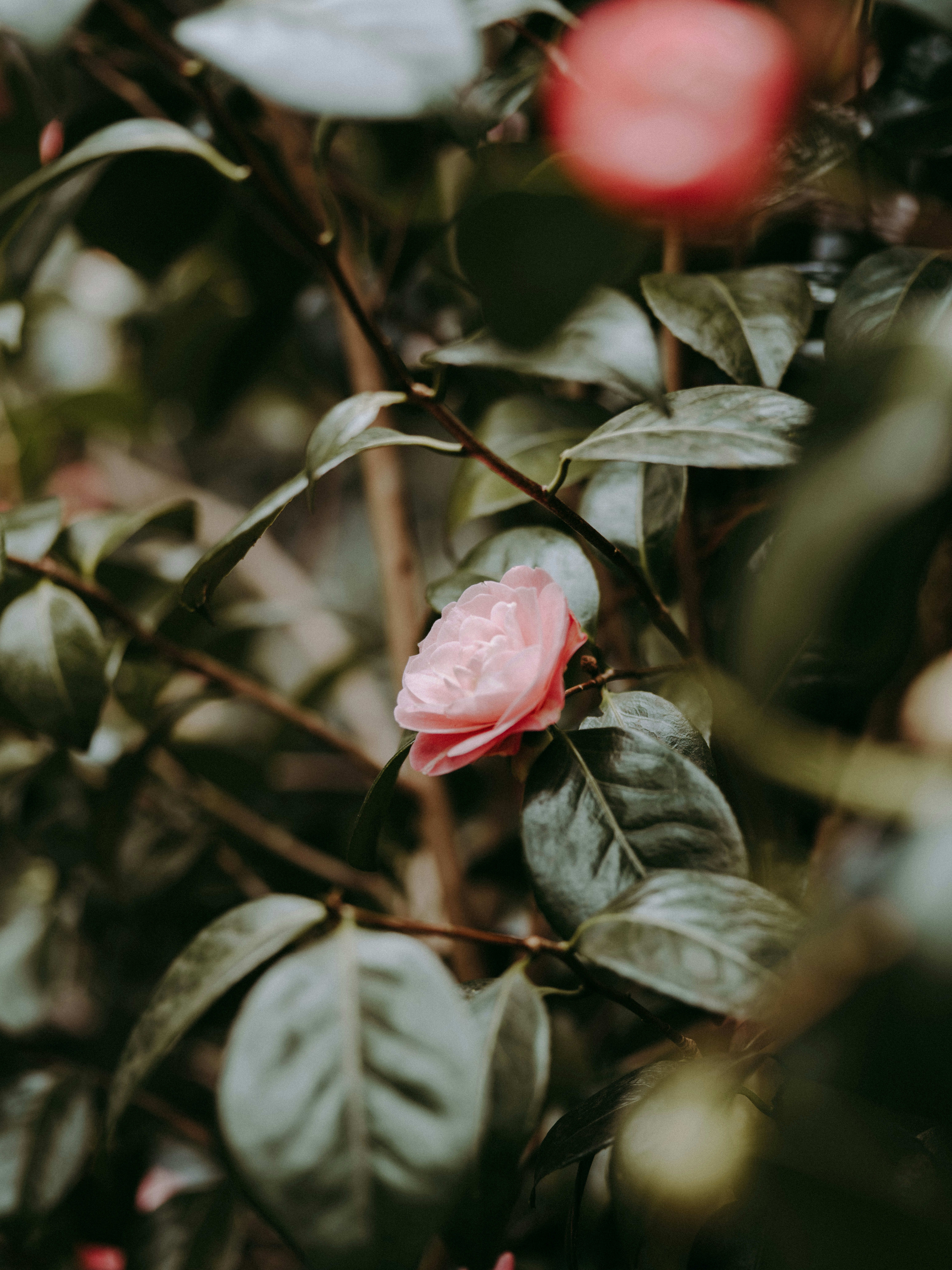 Photo by anniespratt