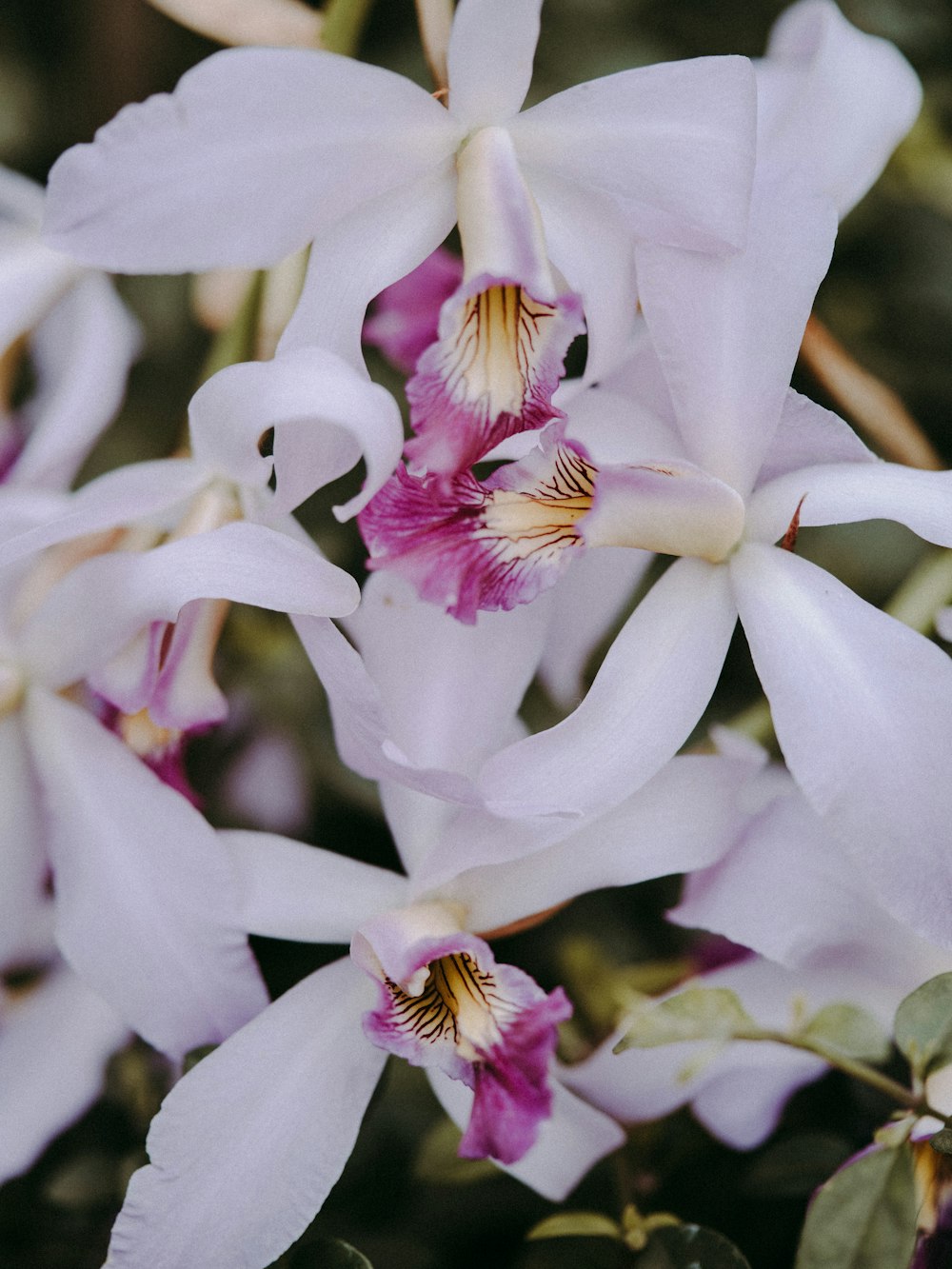 white-and-purple petaled flower plants