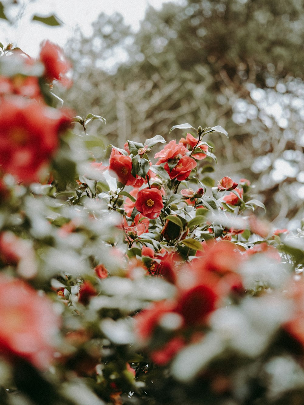 red flowers in bloom