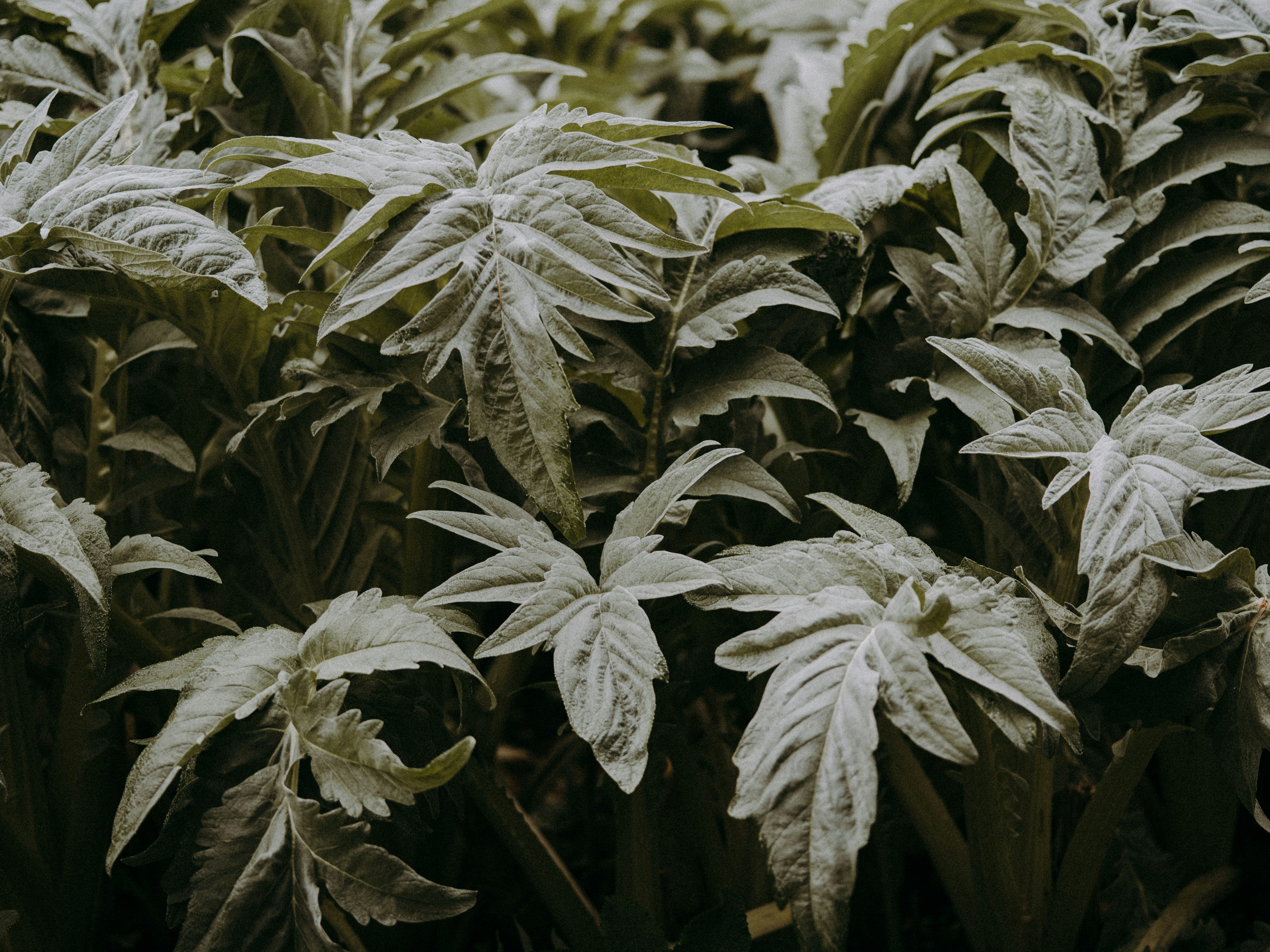 Photo by anniespratt