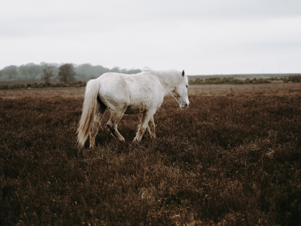white horse standing on field