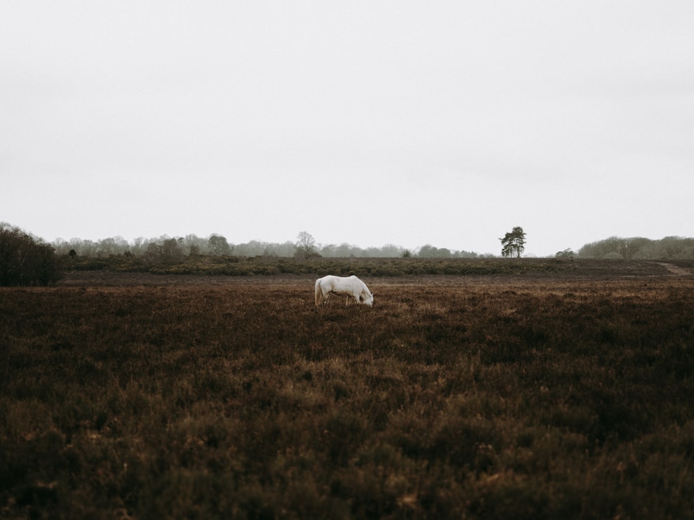 white horse eating grass during daytime