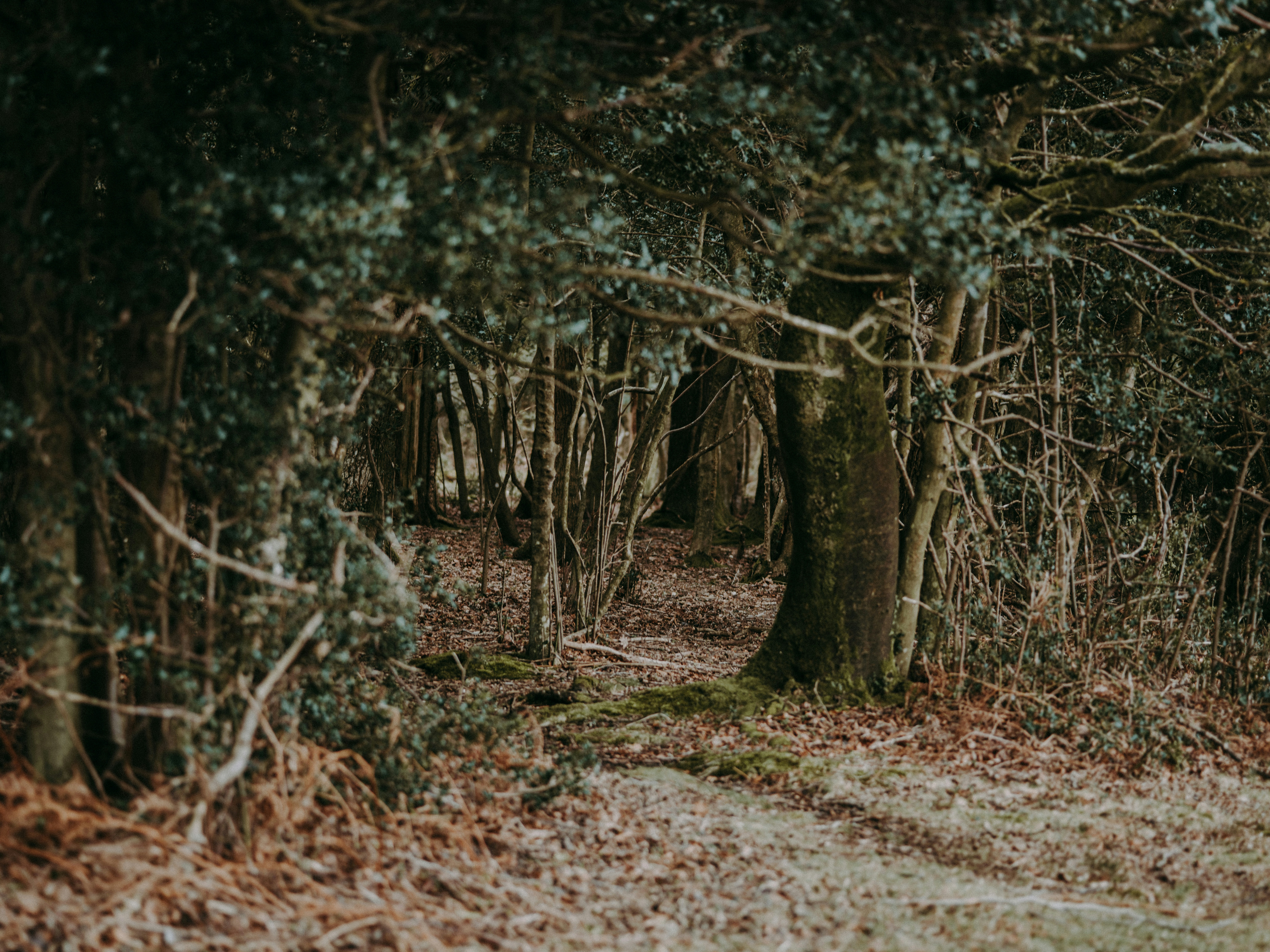 Photo by anniespratt