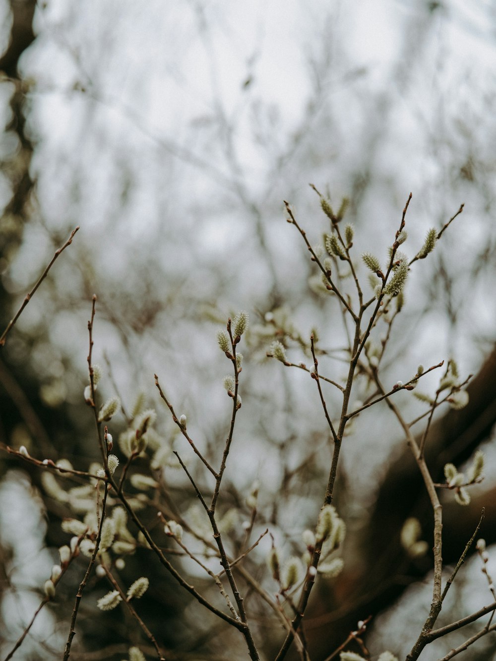 selective focus of white flowers