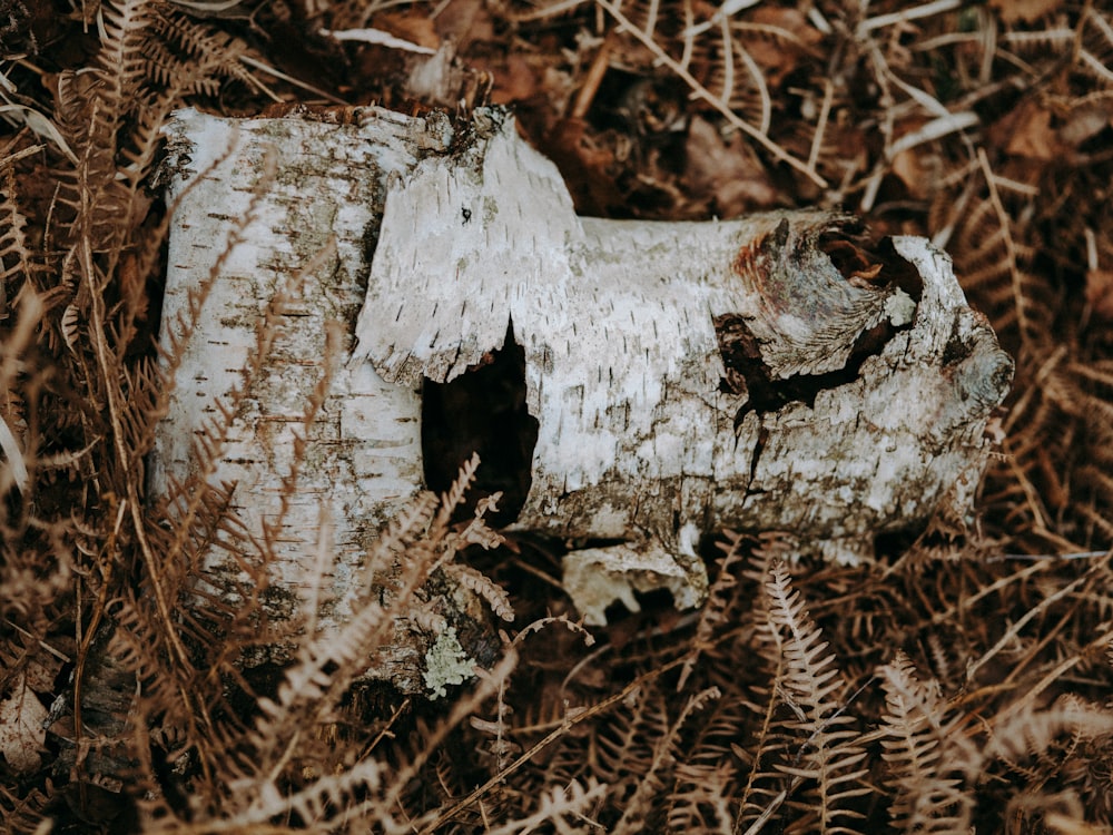 a piece of wood that is sitting in the grass