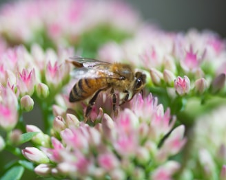 bee pollenating flower