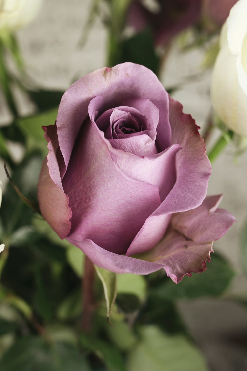 selective focus photography of pink rose flower