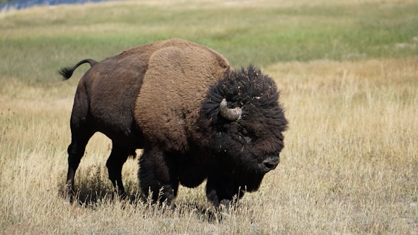 A proud bison standing in a sunlit field, symbolizing the cause behind the jewelry.