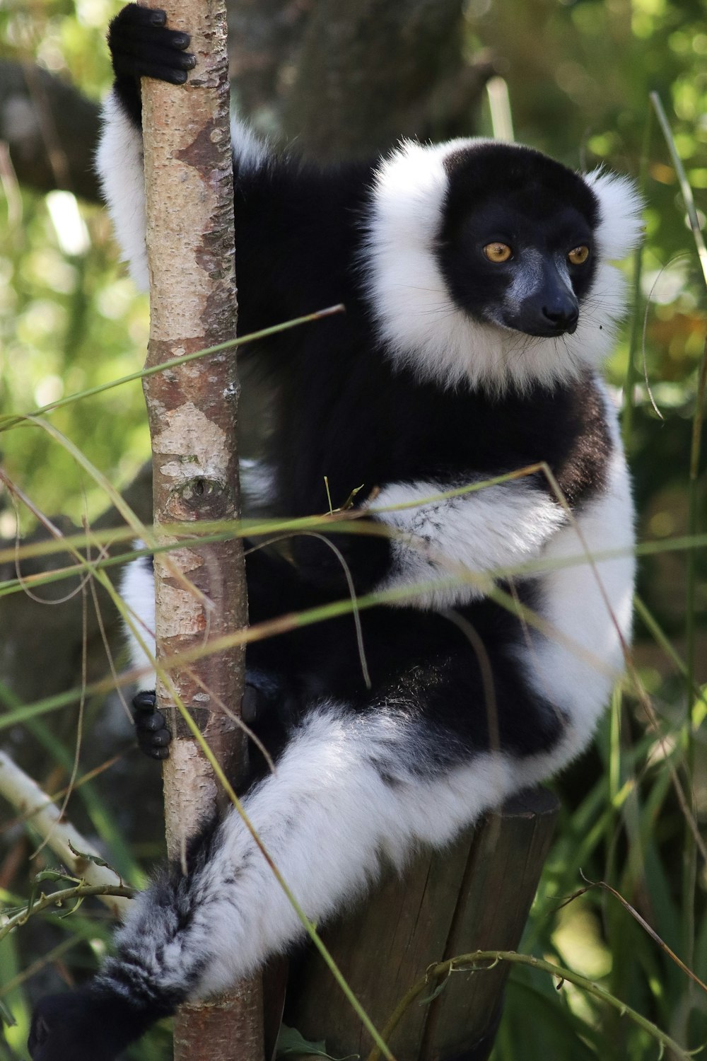 black and white monkey