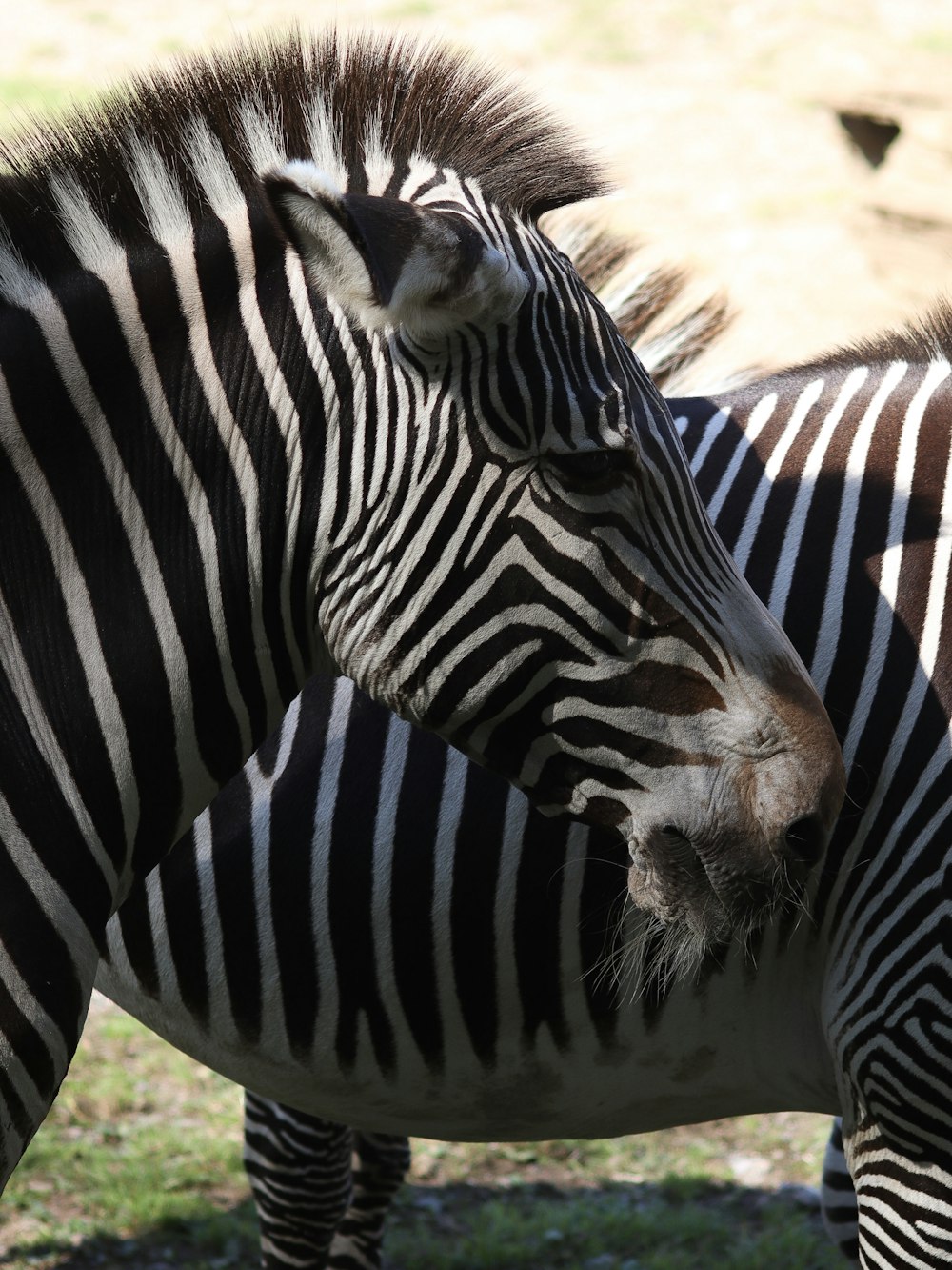 two zebra animals