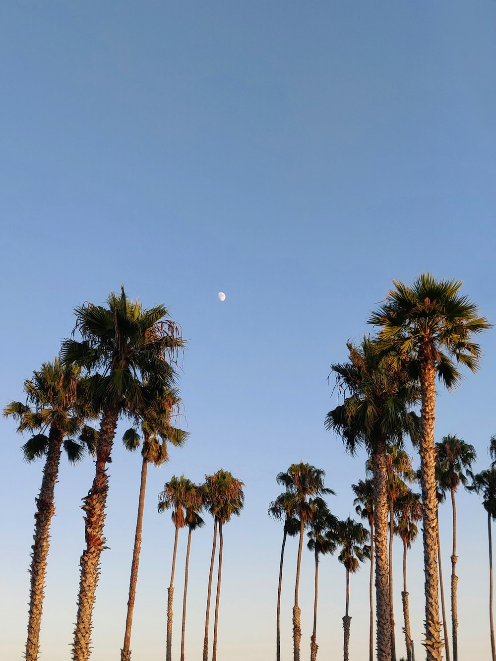 green palm trees under blue sky