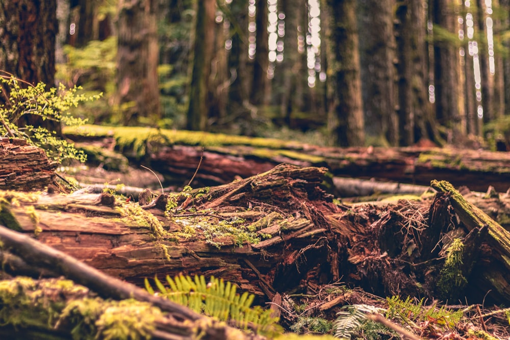 forest tree logs