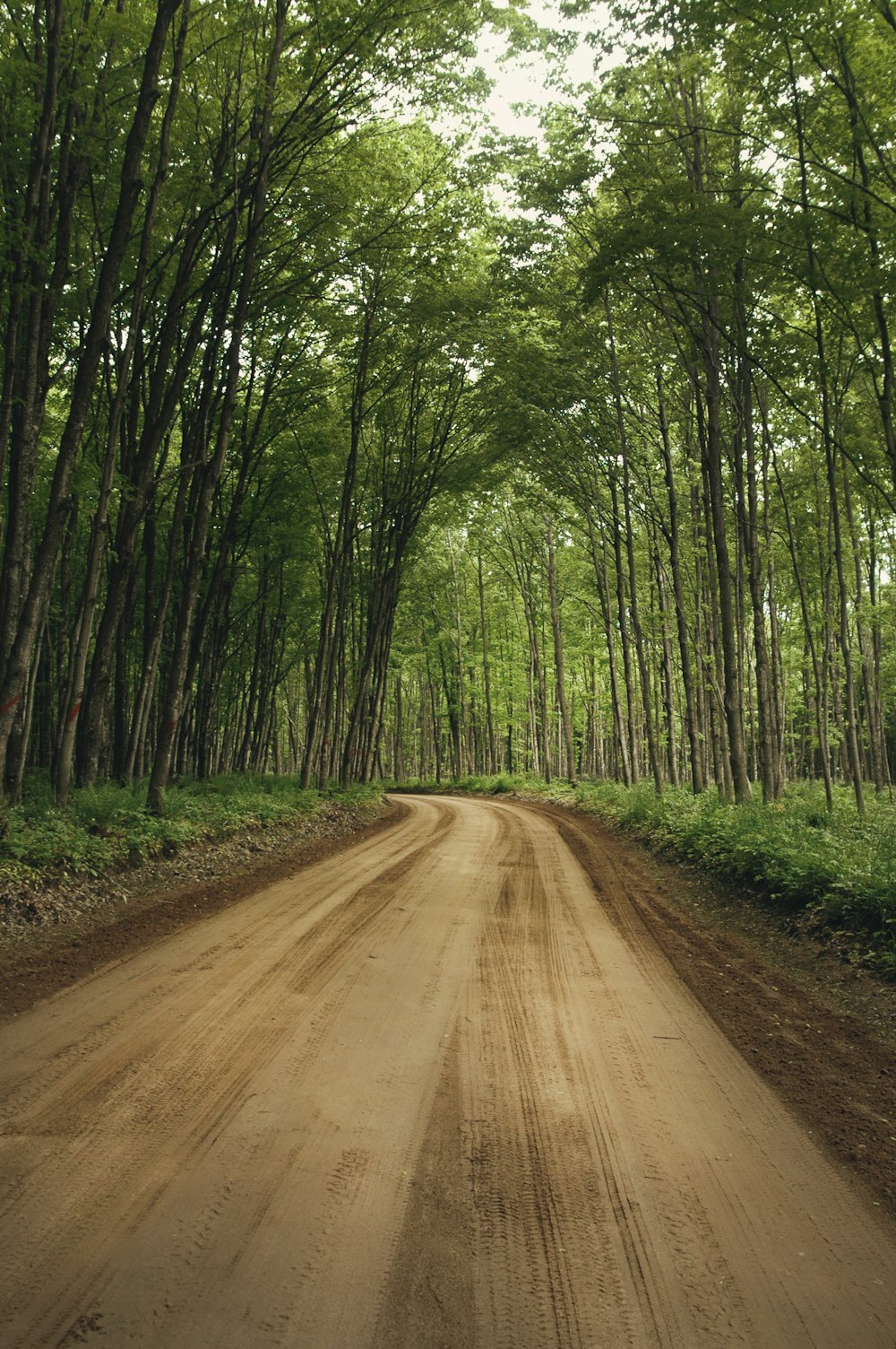 De grands arbres verts au bord de la route