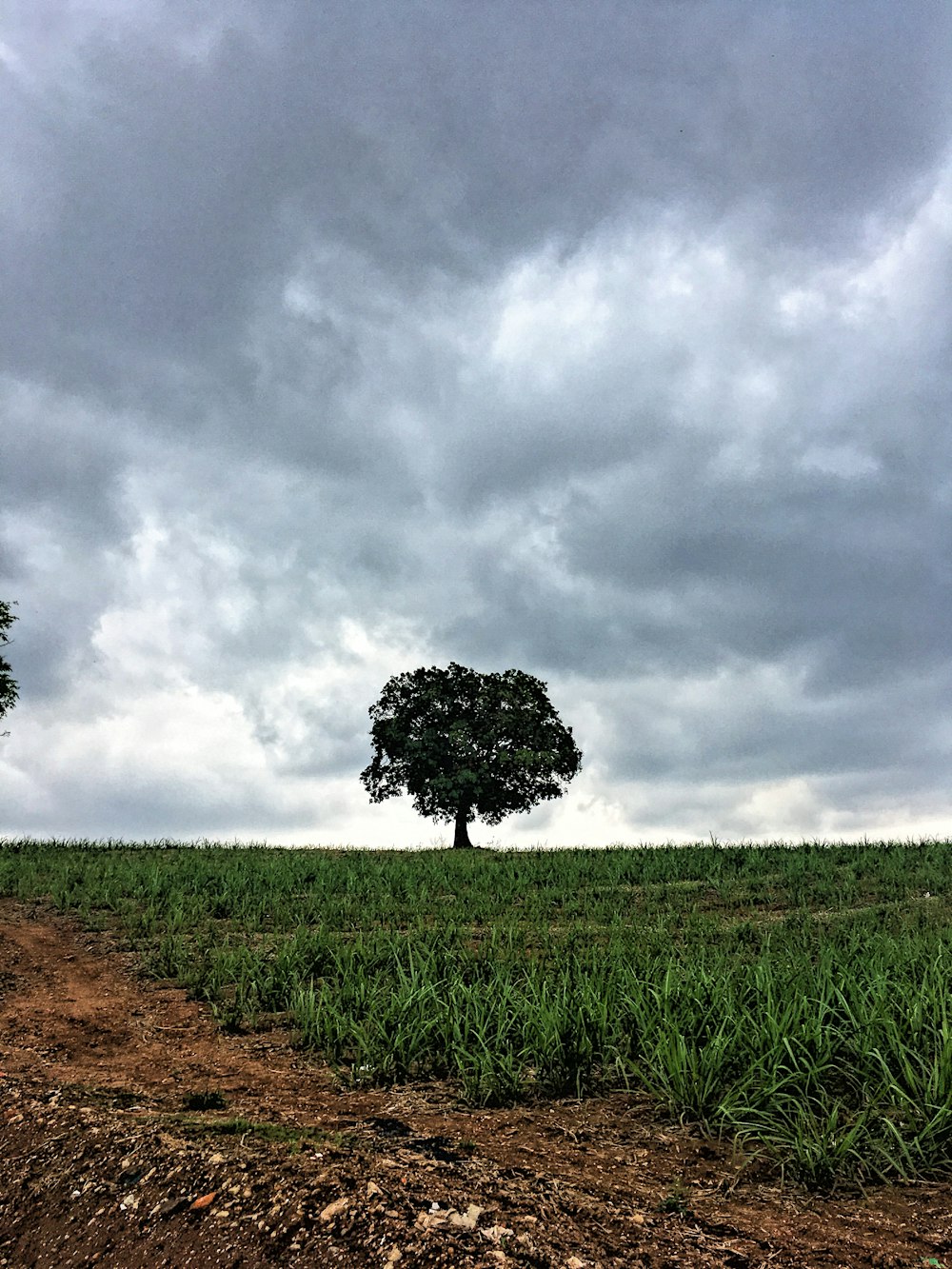 green tree and green fields under cloudy sky