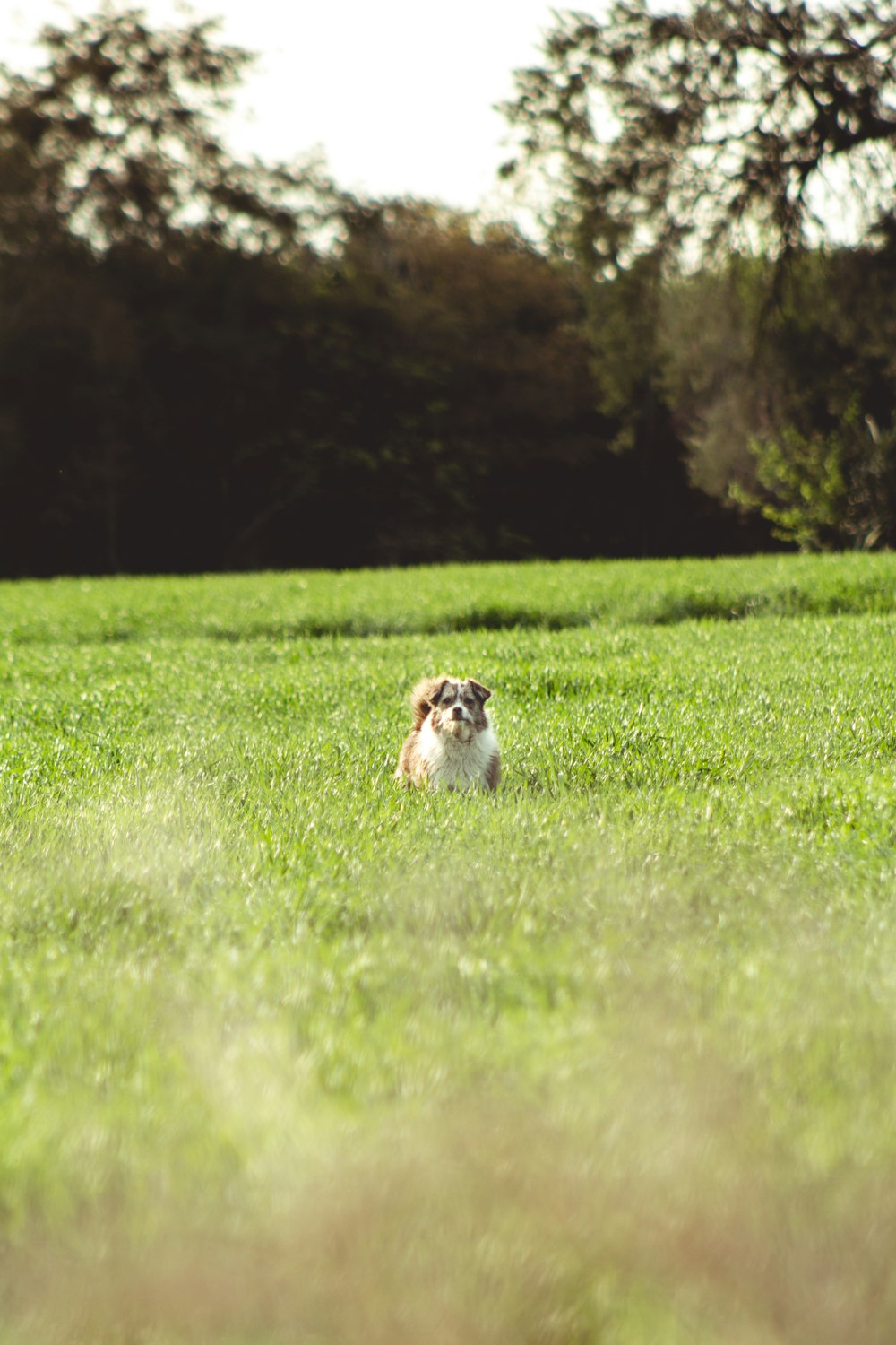 white and grey dog on green grass field during daytime