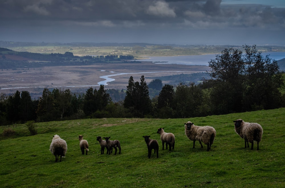 pecore marroni su erba verde