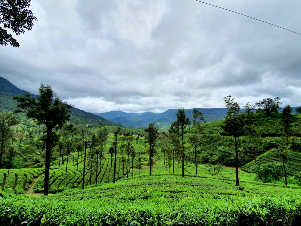 green trees and field during daytime