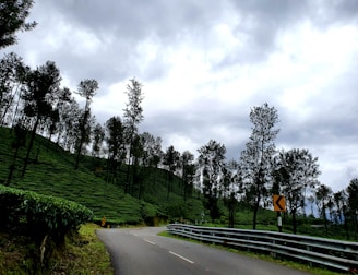 A winding road curves through a lush, green landscape lined with tall, slender trees. The hillside is covered with neatly arranged tea plantations. A metal railing separates the road from the steep slope, and the sky is overcast with thick, gray clouds.