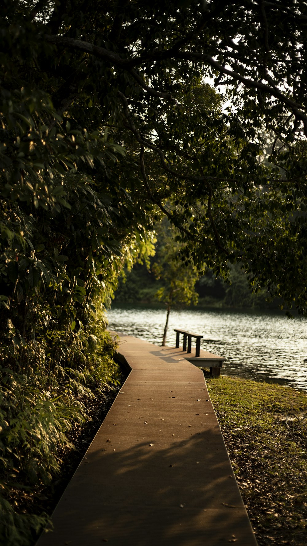 empty brown wooden dock near trees and body of water