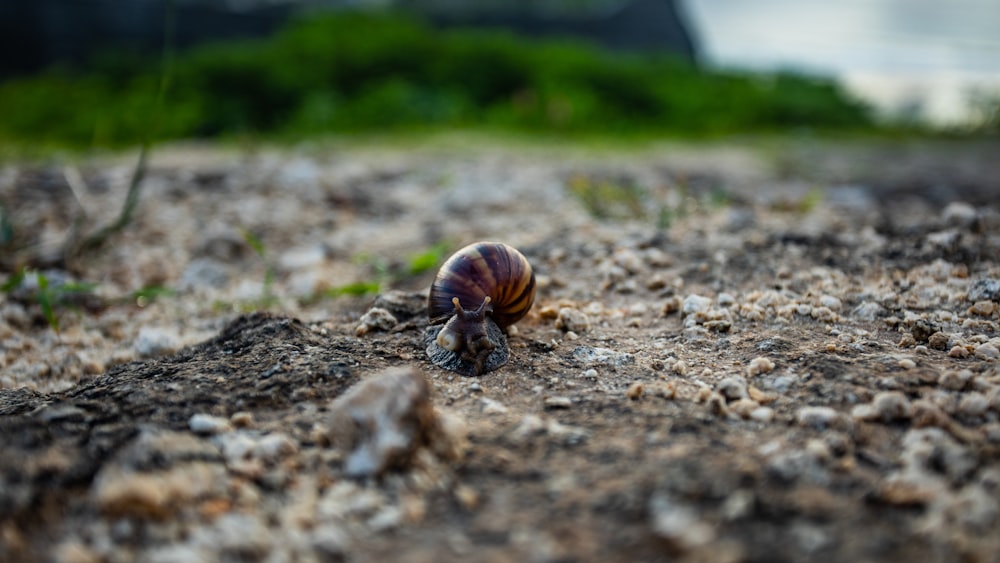 close-up photography of brown snail