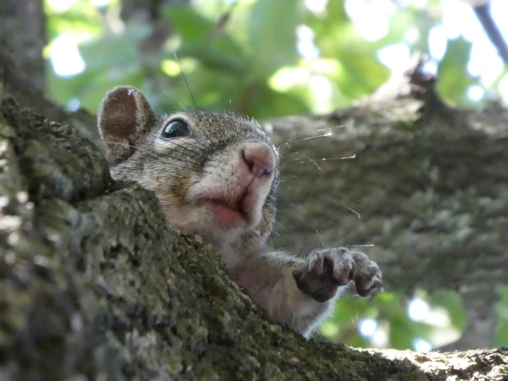 gray rodent on tree