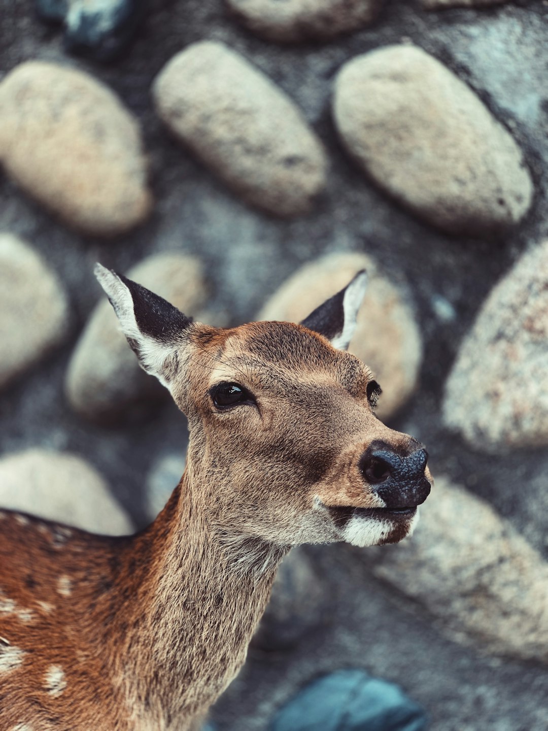 brown deer near rocky wall