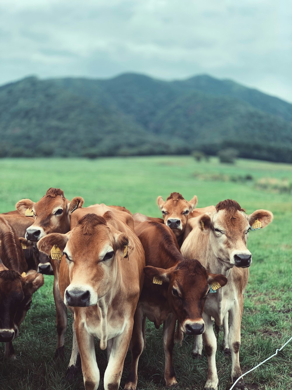 herd of brown cattle