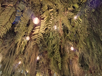 Hanging plants creating a lush rainforest vibe beneath a softly glowing ceiling, inspired by a venue crisis solution.