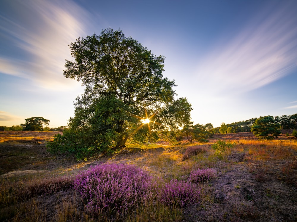 a field with a tree and purple flowers