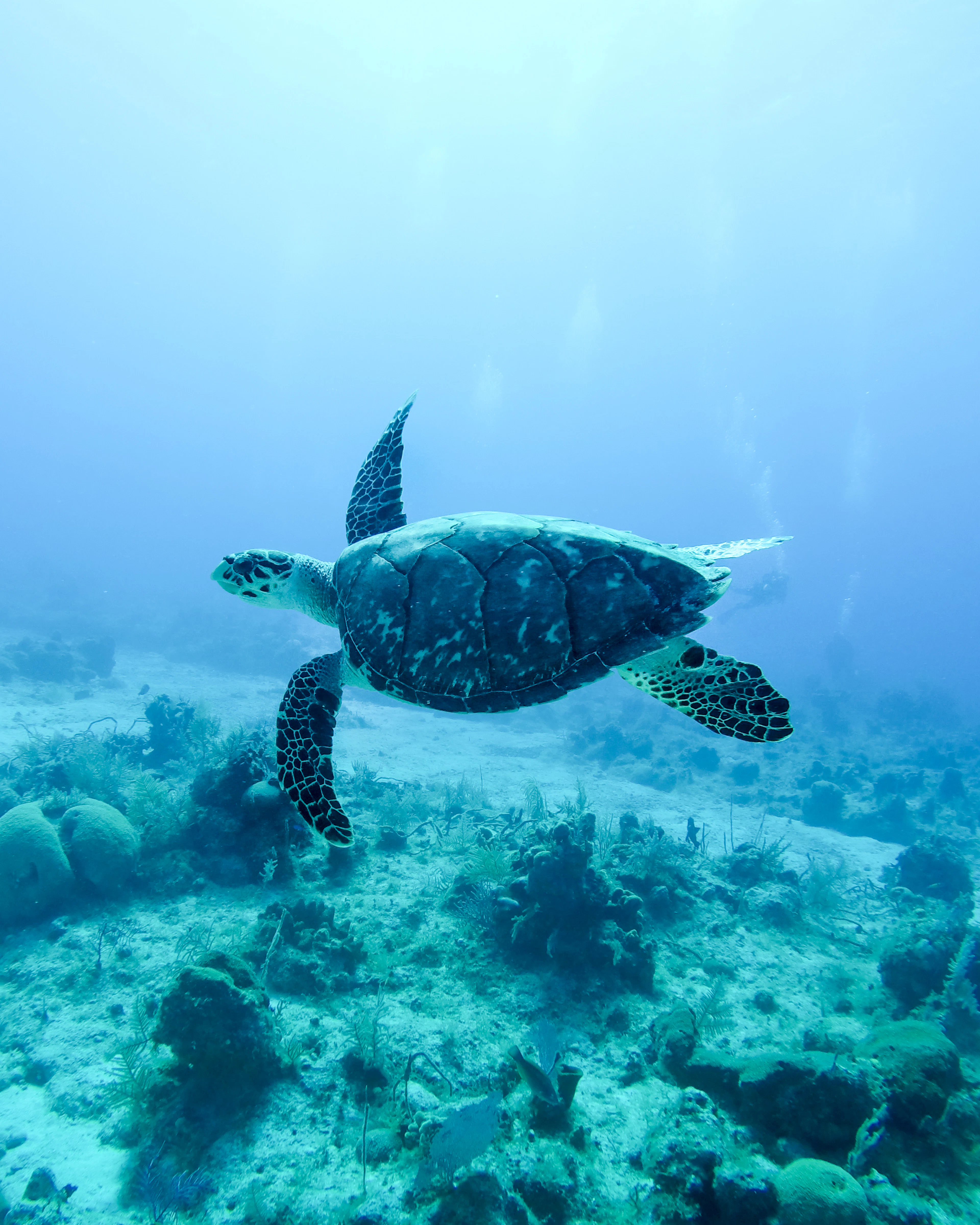 Green sea turtle swimming over coral